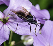 Flying Insects